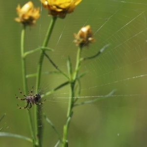 Araneinae (subfamily) at Cook, ACT - 19 Oct 2020