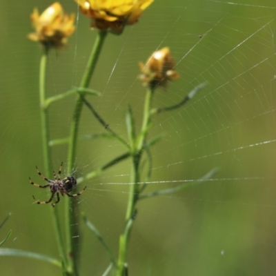 Araneinae (subfamily) (Orb weaver) at Cook, ACT - 19 Oct 2020 by Tammy