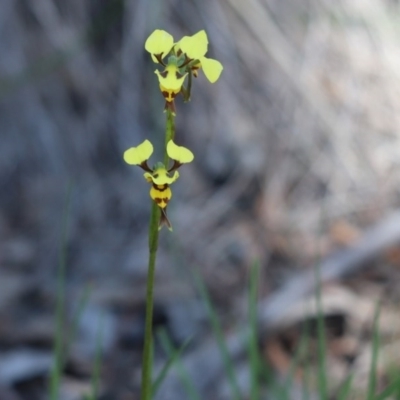 Diuris sulphurea (Tiger Orchid) at Cook, ACT - 20 Oct 2020 by Tammy