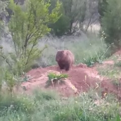 Vombatus ursinus (Common wombat, Bare-nosed Wombat) at Pine Island to Point Hut - 22 Oct 2020 by michaelb