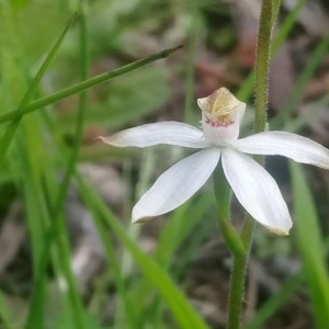 Caladenia moschata at Kambah, ACT - 22 Oct 2020