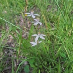 Caladenia moschata at Kambah, ACT - 22 Oct 2020