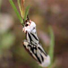 Aloa marginata (Donovan's Tiger Moth) at Chifley, ACT - 20 Oct 2020 by Sarah2019