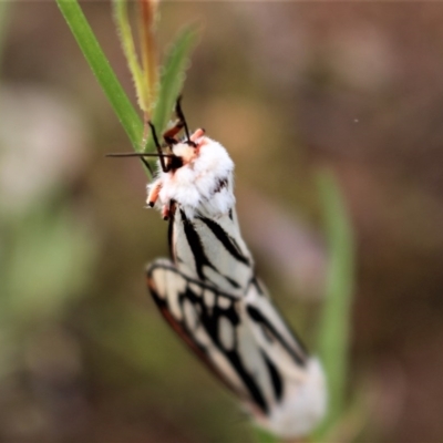 Paramsacta marginata (Donovan's Tiger Moth) at Chifley, ACT - 20 Oct 2020 by Sarah2019