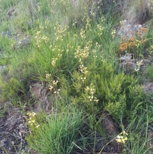 Diuris sulphurea at Holt, ACT - 22 Oct 2020