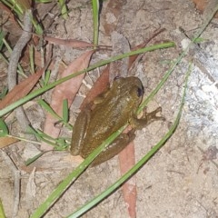 Litoria peronii (Peron's Tree Frog, Emerald Spotted Tree Frog) at The Pinnacle - 22 Oct 2020 by Kristy
