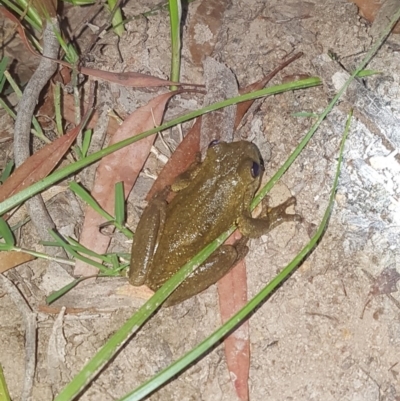 Litoria peronii (Peron's Tree Frog, Emerald Spotted Tree Frog) at The Pinnacle - 22 Oct 2020 by Kristy