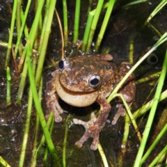 Litoria peronii (Peron's Tree Frog, Emerald Spotted Tree Frog) at Fisher, ACT - 22 Oct 2020 by MatthewFrawley