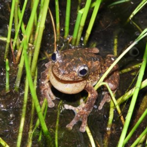 Litoria peronii at Fisher, ACT - 22 Oct 2020