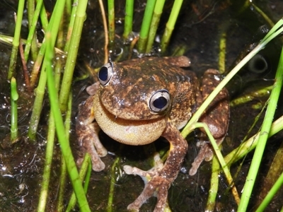 Litoria peronii (Peron's Tree Frog, Emerald Spotted Tree Frog) at Fisher, ACT - 22 Oct 2020 by MatthewFrawley