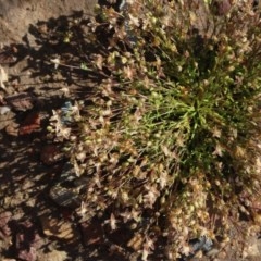 Crassula helmsii (Swamp Stonecrop) at Gundaroo, NSW - 18 Oct 2020 by MaartjeSevenster