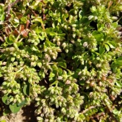 Polycarpon tetraphyllum (Four-leaf Allseed) at Gundaroo, NSW - 19 Oct 2020 by MaartjeSevenster