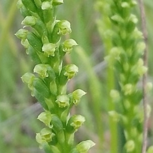 Microtis parviflora at Kambah, ACT - 17 Oct 2020