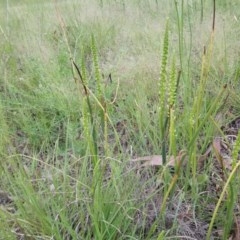 Microtis parviflora at Kambah, ACT - 17 Oct 2020