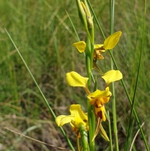 Diuris sulphurea at Cook, ACT - suppressed