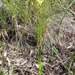 Diuris sulphurea at Cook, ACT - suppressed