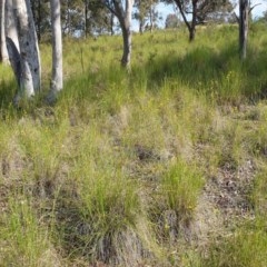 Diuris sulphurea at Cook, ACT - suppressed