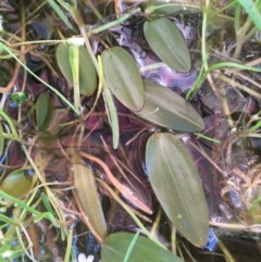 Potamogeton cheesemanii (Pondweed) at Breadalbane, NSW - 22 Oct 2020 by JaneR