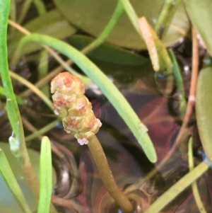 Potamogeton cheesemanii at Breadalbane, NSW - 22 Oct 2020