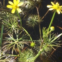 Ranunculus inundatus (River Buttercup) at Breadalbane, NSW - 22 Oct 2020 by JaneR