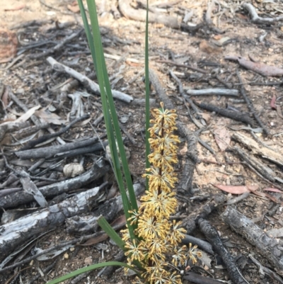 Lomandra multiflora (Many-flowered Matrush) at Lower Boro, NSW - 22 Oct 2020 by mcleana