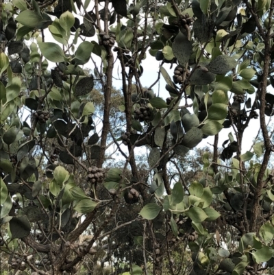 Hakea elliptica (Oval-leaf Hakea) at Ainslie, ACT - 22 Oct 2020 by cmobbs