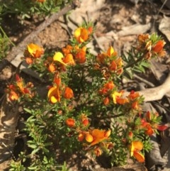 Pultenaea laxiflora (Loose-flower Bush Pea) at Lower Boro, NSW - 22 Oct 2020 by mcleana