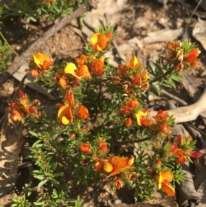 Pultenaea laxiflora at Lower Boro, NSW - 22 Oct 2020 04:27 PM