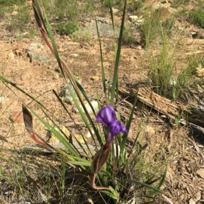 Patersonia sericea var. sericea (Silky Purple-flag) at Lower Boro, NSW - 22 Oct 2020 by mcleana