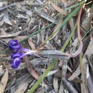 Patersonia sericea var. sericea at Lower Boro, NSW - 22 Oct 2020