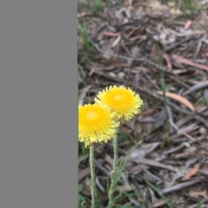 Coronidium scorpioides at Lower Boro, NSW - 22 Oct 2020