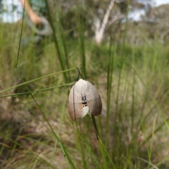 Gastrophora henricaria (Fallen-bark Looper, Beautiful Leaf Moth) at Forde, ACT - 20 Oct 2020 by Kym