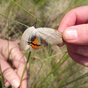 Gastrophora henricaria at Forde, ACT - 20 Oct 2020