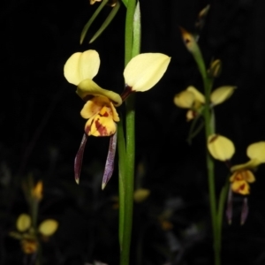 Diuris sulphurea at Kambah, ACT - suppressed