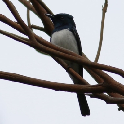 Myiagra cyanoleuca (Satin Flycatcher) at Wodonga - 22 Oct 2020 by KylieWaldon