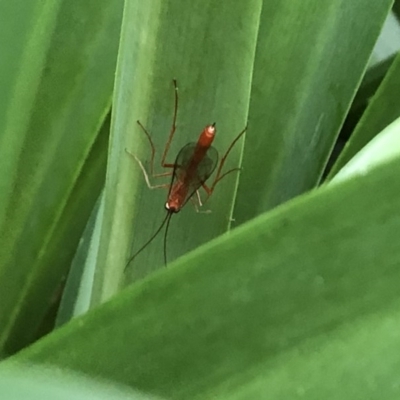 Ichneumonidae (family) (Unidentified ichneumon wasp) at Berry, NSW - 6 Oct 2020 by Username279