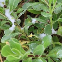 Aphrophorinae (subfamily) (Unidentified spittlebug) at Wodonga - 23 Oct 2020 by Kyliegw