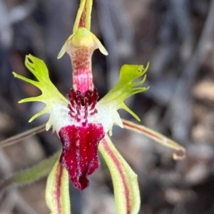 Caladenia atrovespa at Burra, NSW - 22 Oct 2020