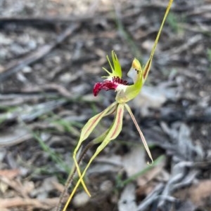 Caladenia atrovespa at Burra, NSW - 22 Oct 2020