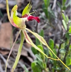 Caladenia atrovespa at Burra, NSW - 22 Oct 2020