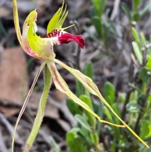 Caladenia atrovespa at Burra, NSW - 22 Oct 2020