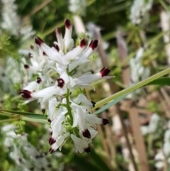 Fumaria capreolata (White Fumitory) at Lyneham, ACT - 23 Oct 2020 by trevorpreston