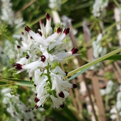 Fumaria capreolata (White Fumitory) at Lyneham, ACT - 23 Oct 2020 by tpreston