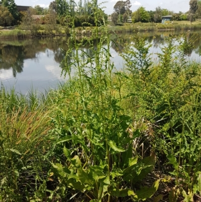 Rumex crispus (Curled Dock) at Lyneham, ACT - 23 Oct 2020 by trevorpreston