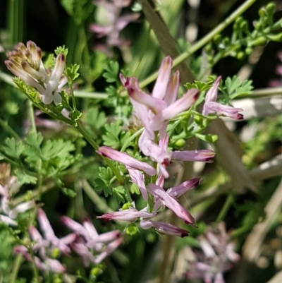 Fumaria muralis subsp. muralis (Wall Fumitory) at Lyneham, ACT - 23 Oct 2020 by trevorpreston