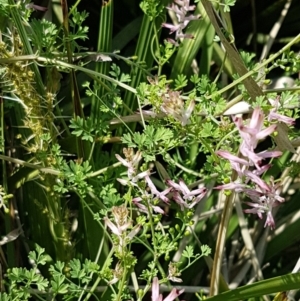 Fumaria muralis subsp. muralis at Lyneham, ACT - 23 Oct 2020