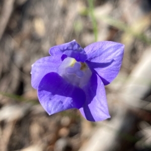 Wahlenbergia sp. at Burra, NSW - 22 Oct 2020 11:11 AM