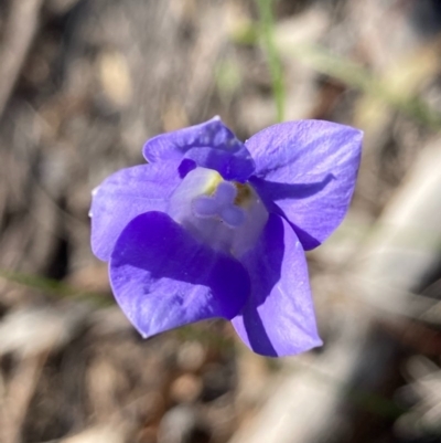 Wahlenbergia sp. (Bluebell) at Burra, NSW - 22 Oct 2020 by Safarigirl