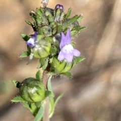 Linaria arvensis (Corn Toadflax) at Burra, NSW - 21 Oct 2020 by Safarigirl