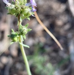 Linaria arvensis at Burra, NSW - 22 Oct 2020 10:58 AM